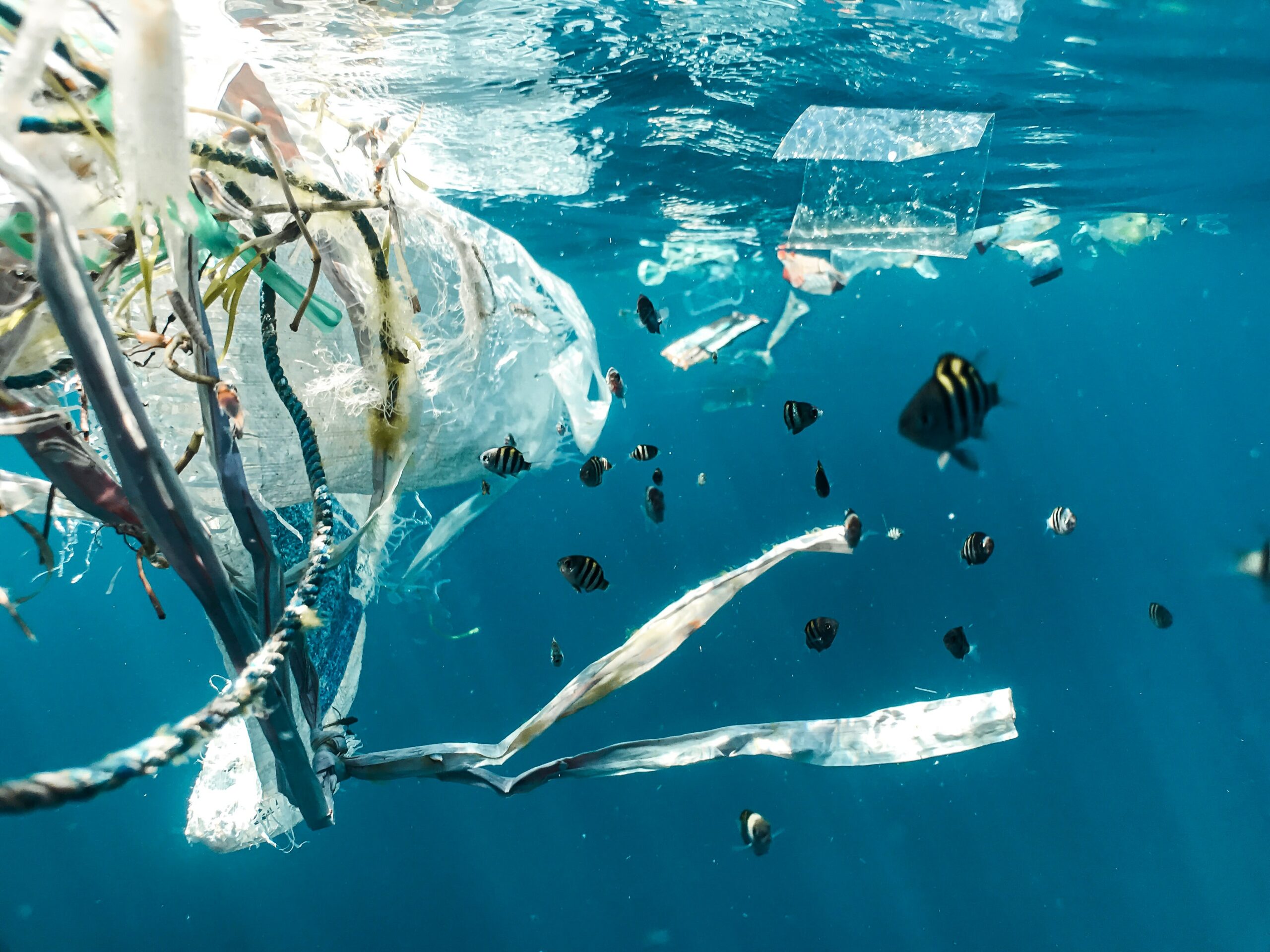 Czym jest mikroplastik i jak szkodzi ekosystemowi?